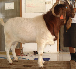 KAMBING BOER