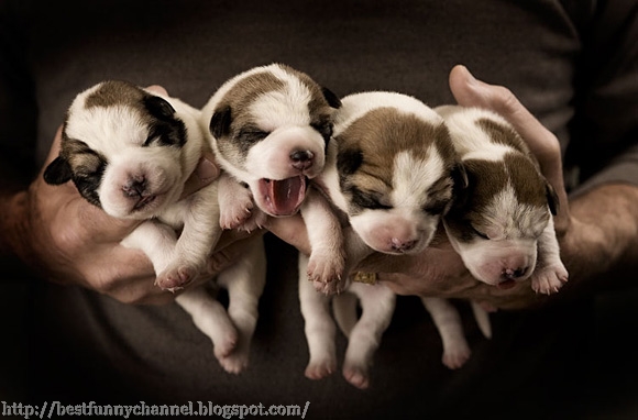 Four cute puppies. 