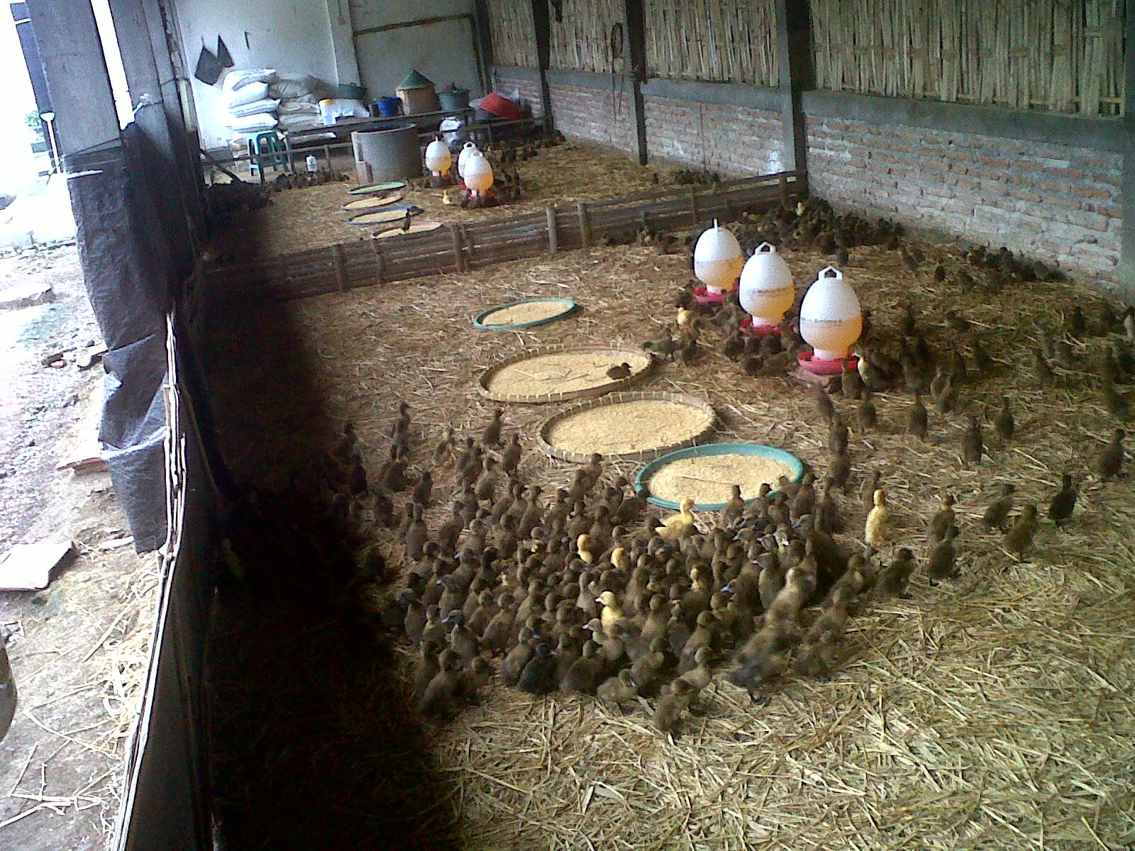 TERNAK HEWAN Ternak Bebek Bagi Pemula