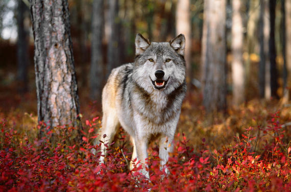 White Wolf : Breathtaking photos of wolves in the woods during the