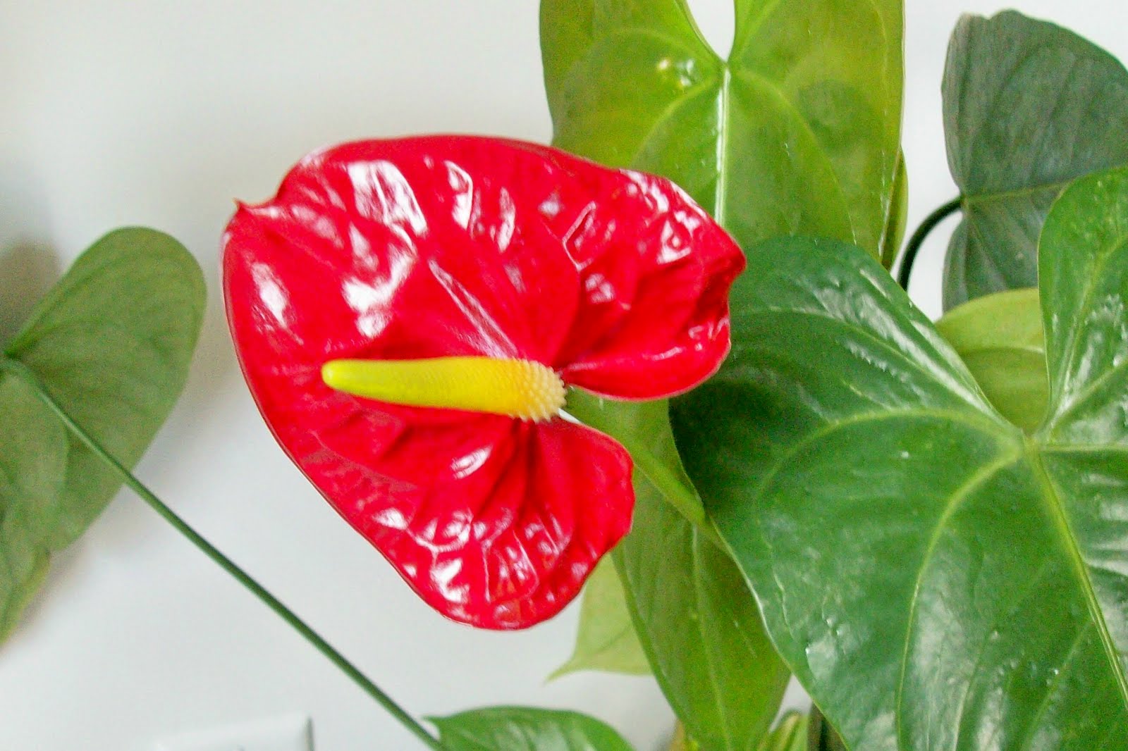 Bunga Anthurium