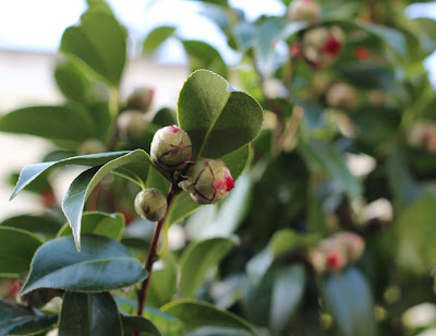 Dave S Garden The Guava Bush