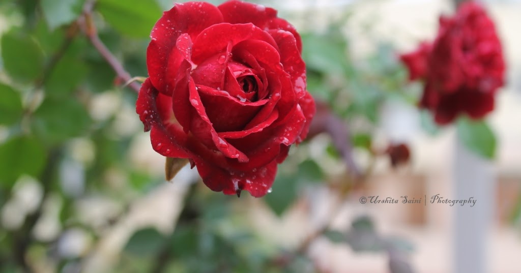 Spring- The Best Time Of The Year