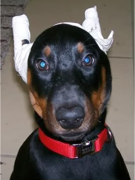Price For Cropping Doberman Ears