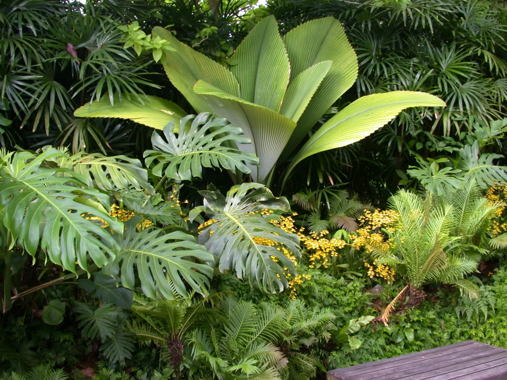 PlantWerkz Joey Palm Johannesteijsmannia Altifrons