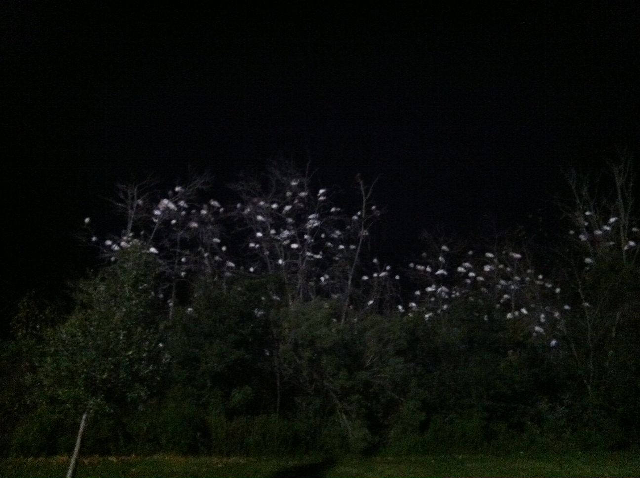 Sleeping Beauties, Sleeping