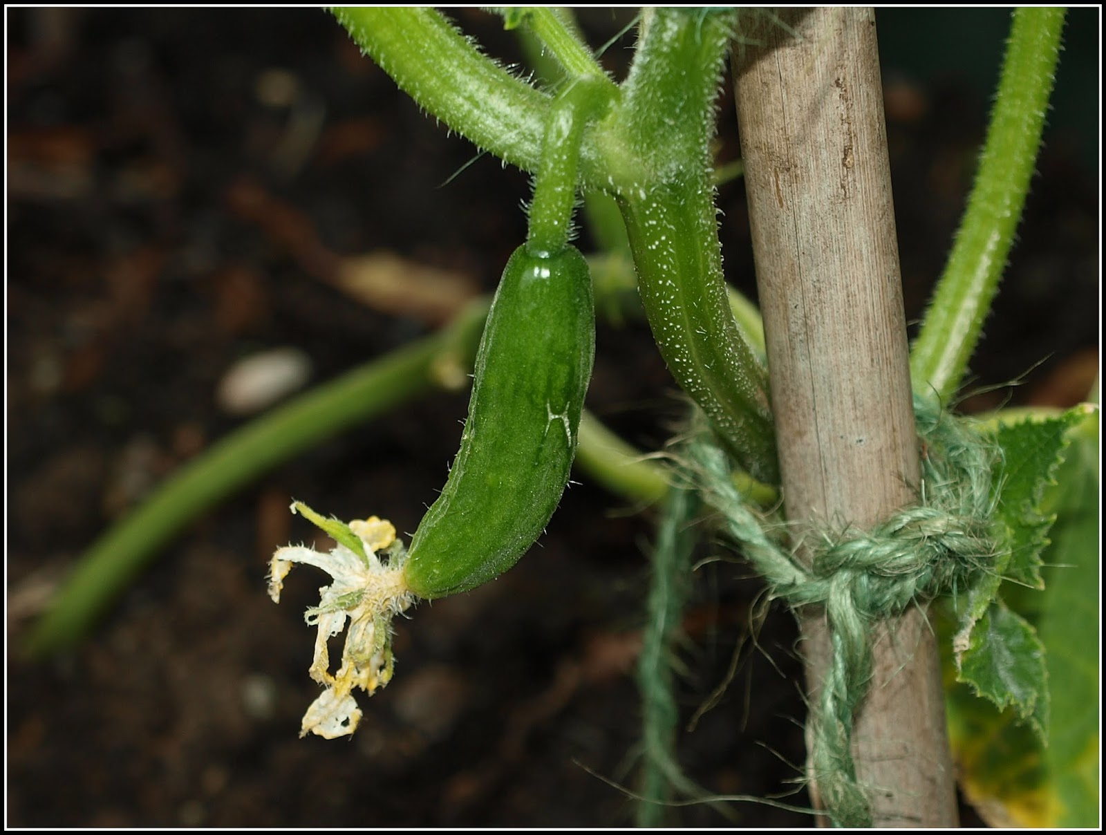 Mark's Veg Plot The selfpinching Cucumber