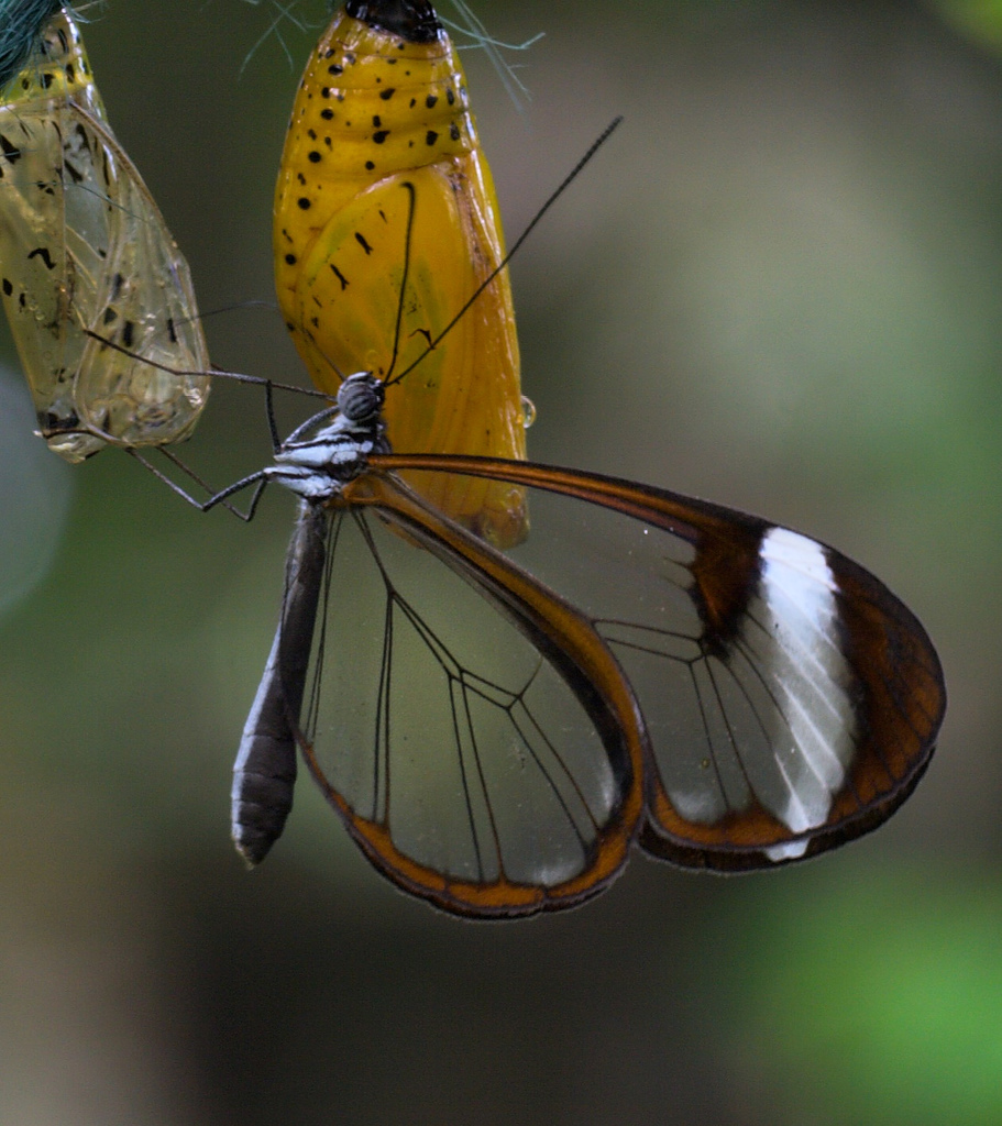 فراشة الأجنحة الزجاجية  Glasswinged+Butterfly+06