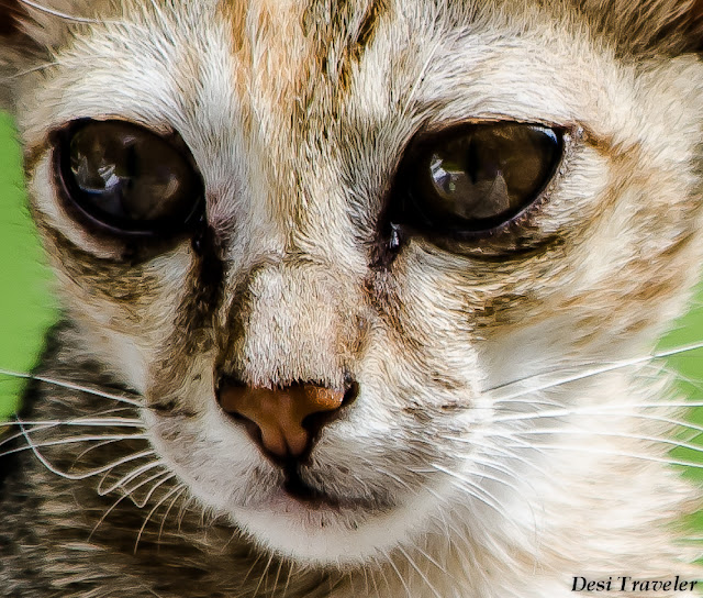 cat with beautiful eyes