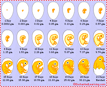 jaininfo: Eggs are non vegetarian with proof
