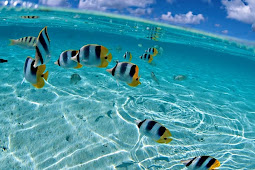Ocean fish wallpaper HD - Underwater Fish Wallpaper - WallpaperSafari