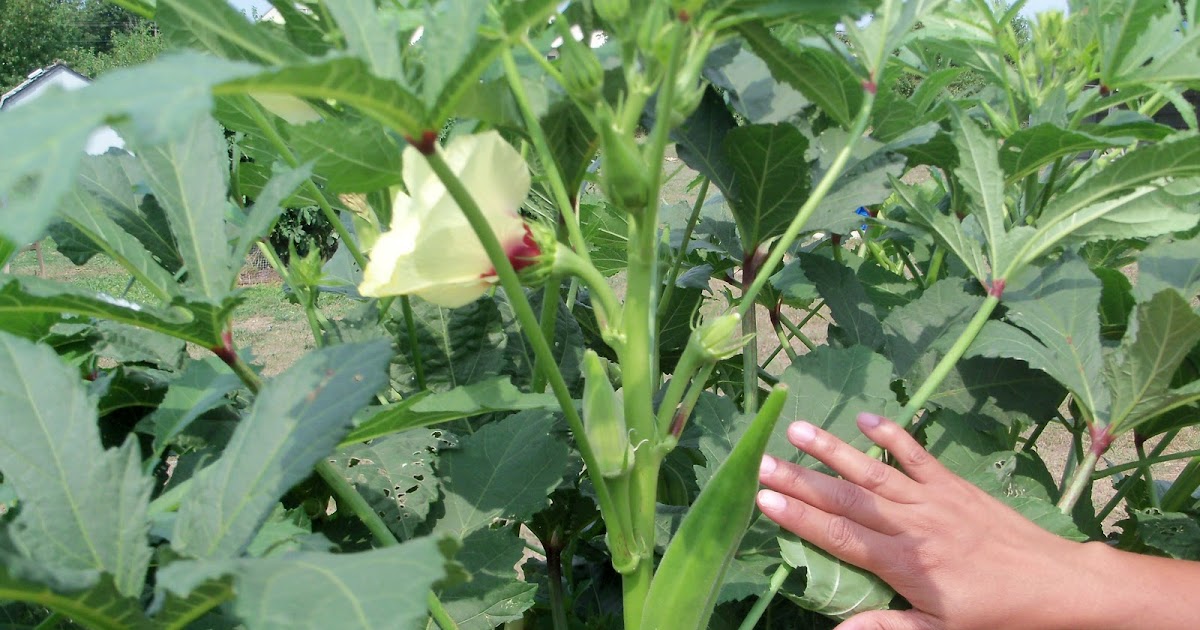 Okra ( How To Grow ) Garden The Easy Way