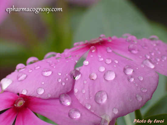 Catharanthus roseus 