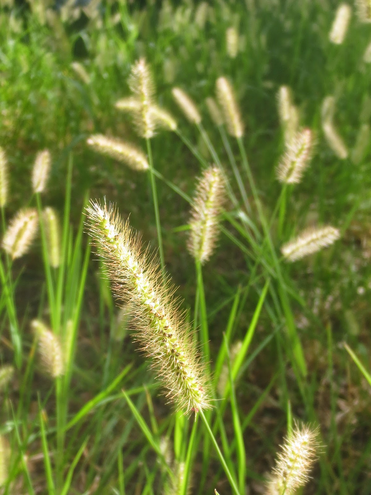 Tropical Texana MY LITTLE SECRET