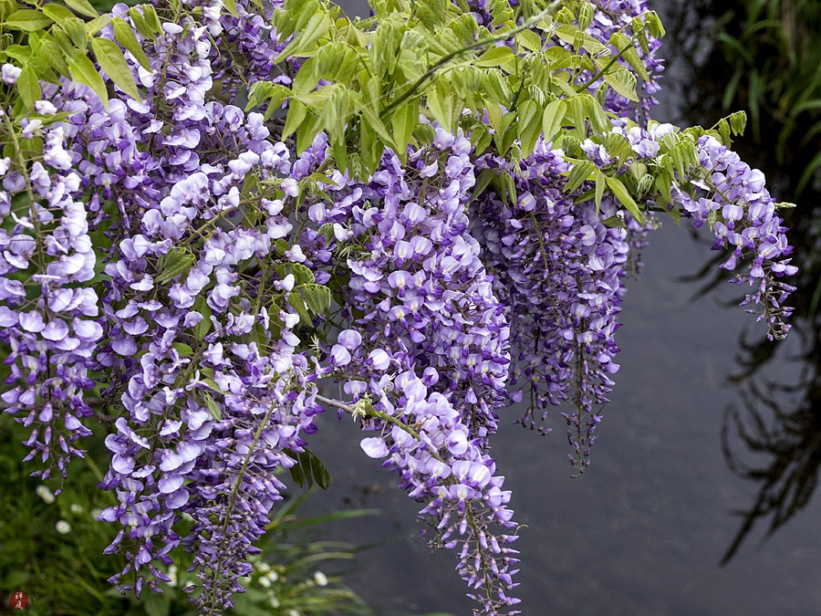 FROM THE GARDEN OF ZEN Fuji (Wisteria floribunda） flowers in Kitakamakura