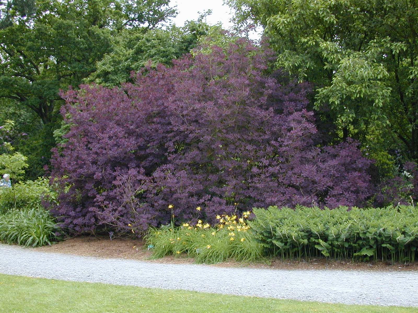 purple smoke tree