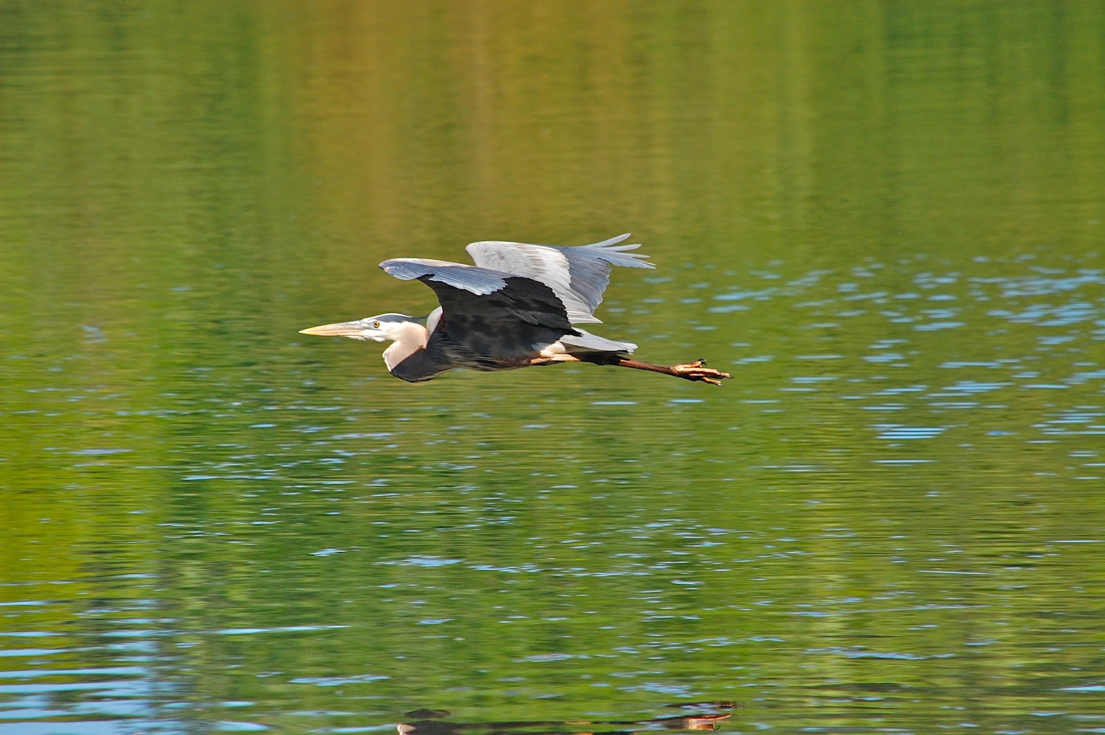 Great Blue Heron | SilverLining - A Photo Journal About a New England