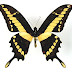 Heraclides thoas brasiliensis
