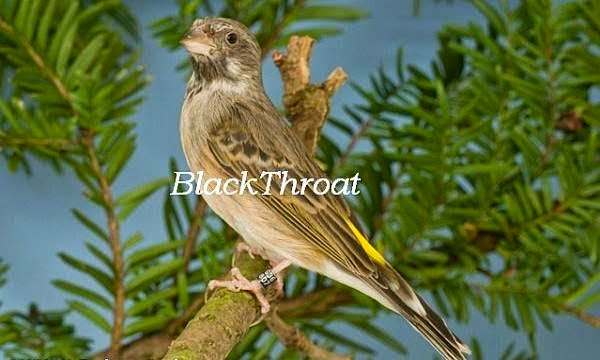 Cara Membedakan Burung Blackthroat Jantan Dan Betina Tips