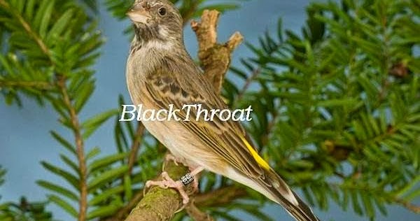 Cara Membedakan Burung Blackthroat Jantan Dan Betina