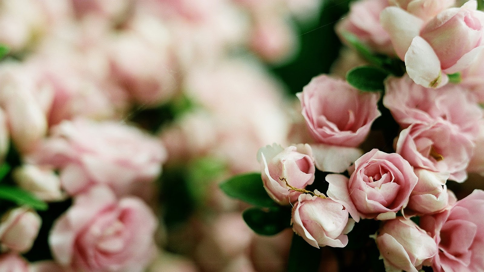 Açık pembe gül resimleri , fotoğrafı , wallpaper , duvar kağıdı