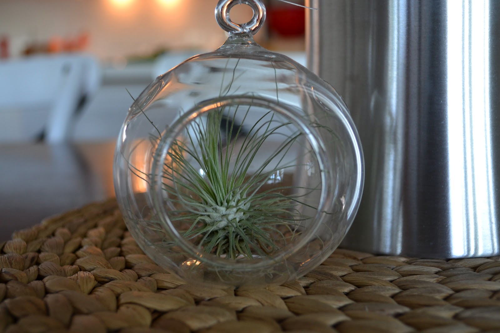 Hanging Glass Terrarium