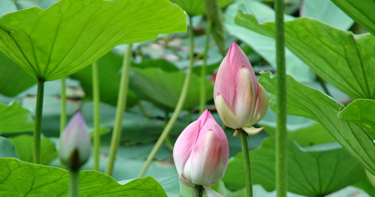 It's a Zoo at the Zoo: Water Plants