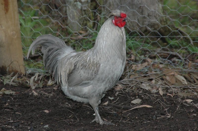 Common Breeds Of Chickens In Australia