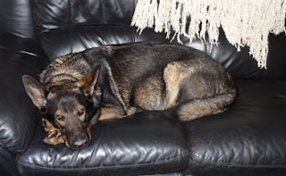 Mollie laying on the sofa