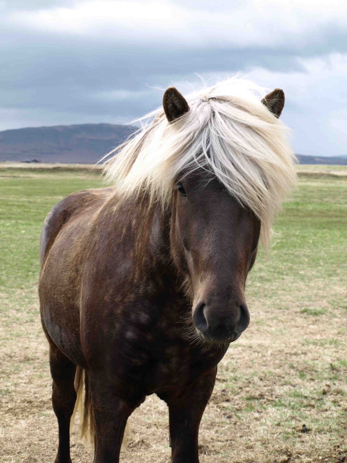 God of Wednesday An Icelandic Horse (hair) Tale