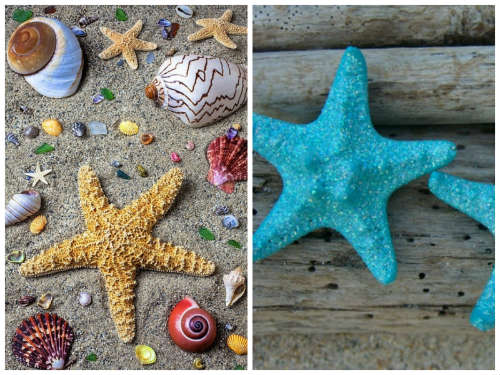 Cómo decorar con estrellas de mar
