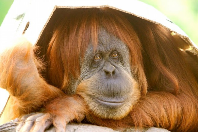 SheppardSoftware.com LINKS-Click ORANGUTAN