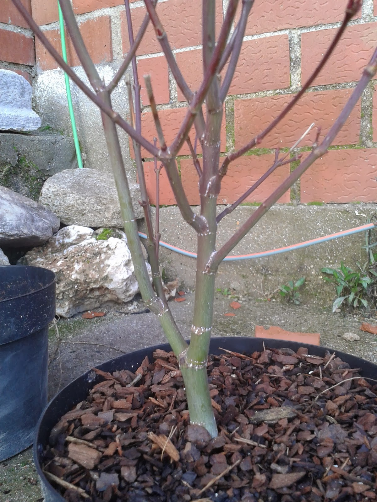 Acer Palmatum Redwine 2014-02-06+12.50.11