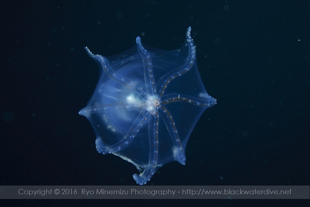 Black Water Dive® ブラックウォーターダイブ Amphitretus pelagicus Hoyle, 1885