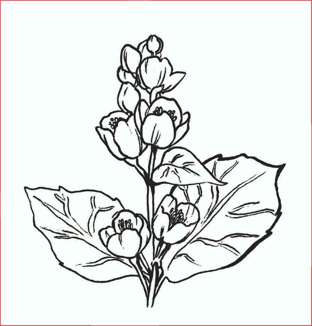 Gambar Sketsa Bunga Mudah Bunga Matahari Mawar