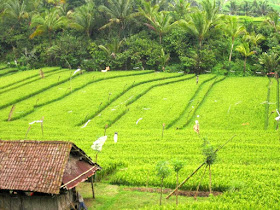 Bali Travel: House on a Rice Field in Ubud 
