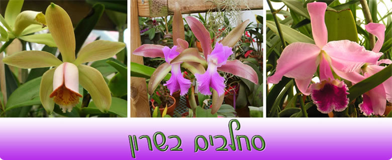 Sharon orchids