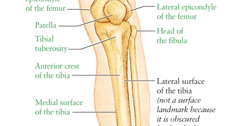 Human Anatomy for the Artist: Anterior Leg, Part 1: The Supporting Cast