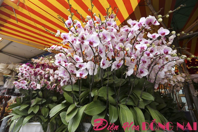 [Image: Hoa-lan-nhap-ngoai-gia-tram-trieu-van-dat-khach-6.jpg]