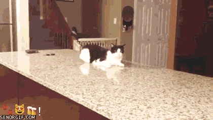 Funny cats - part 49 (30 pics + 10 gifs) | Amazing Creatures