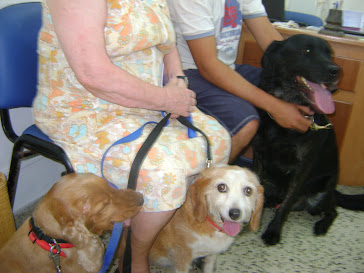 Uros, Doby et Mirabelle chez le vétérinaire
