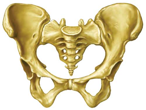 Why Pelvis In Men and Women Different Size and Shape? | Nanda Books