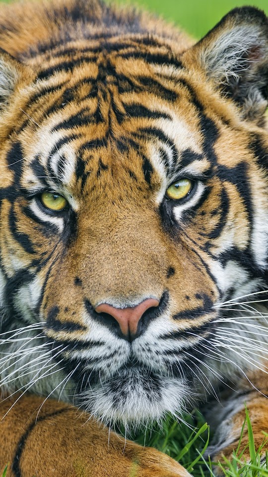 Sumatran Tiger Face Android Wallpaper