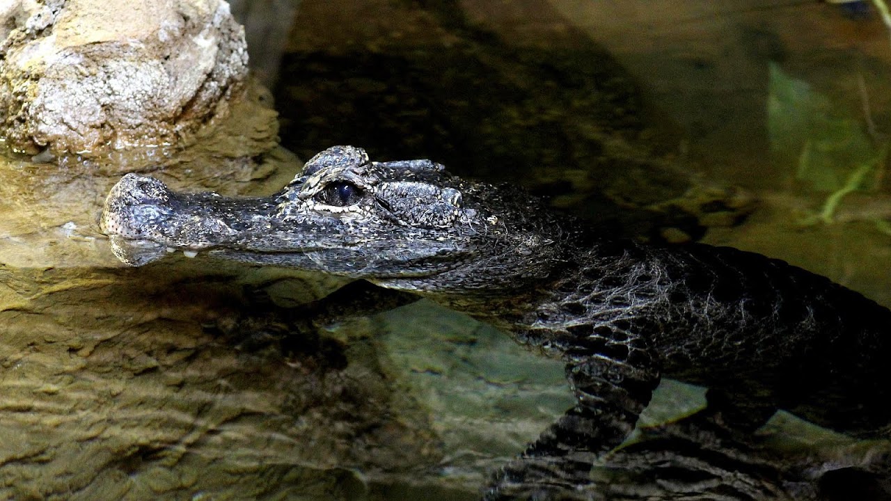 Are Alligators Endangered Danger Choices
