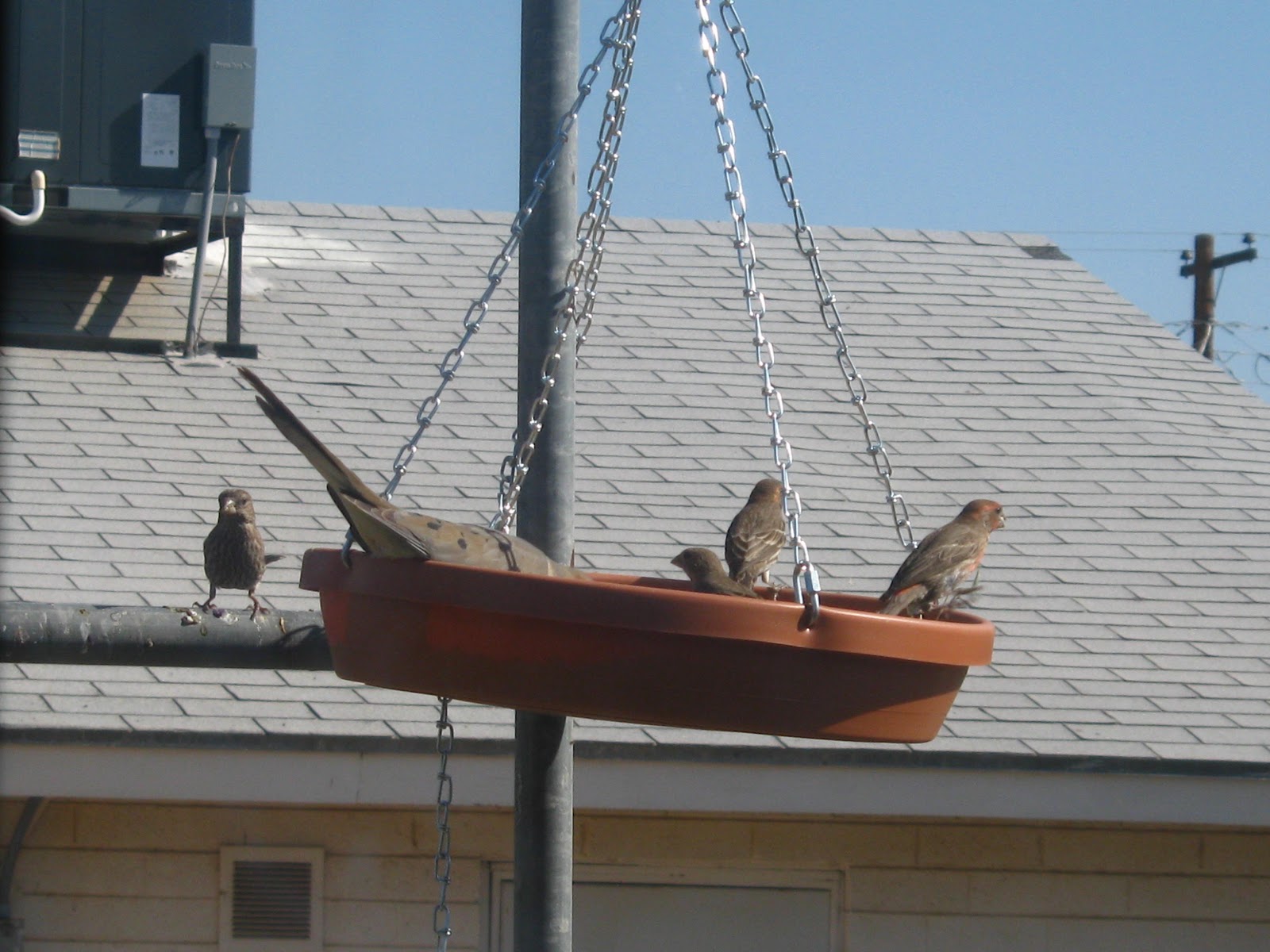 Mr. B's Garden What I've done this week