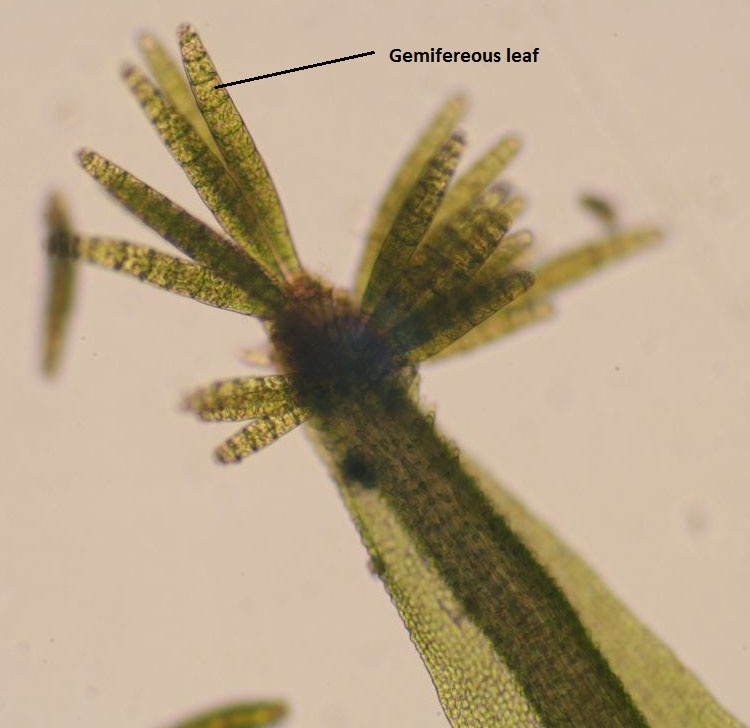 Divisi bryophyta dibagi menjadi 3 kelas yaitu
