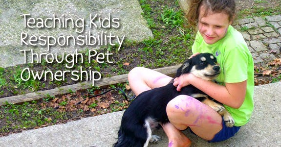 How to be a responsible pet owner essay