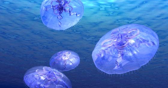Jellyfish