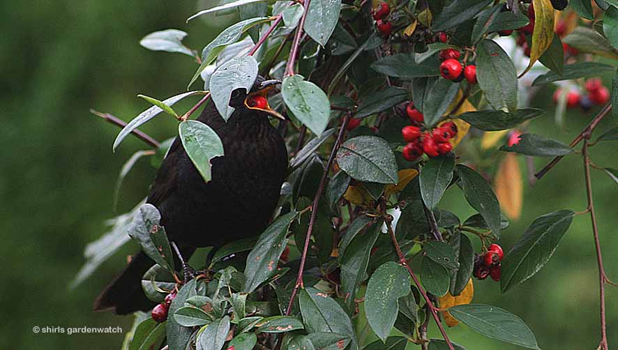 All Things Considered Berries In The Garden Over Winter In The Uk