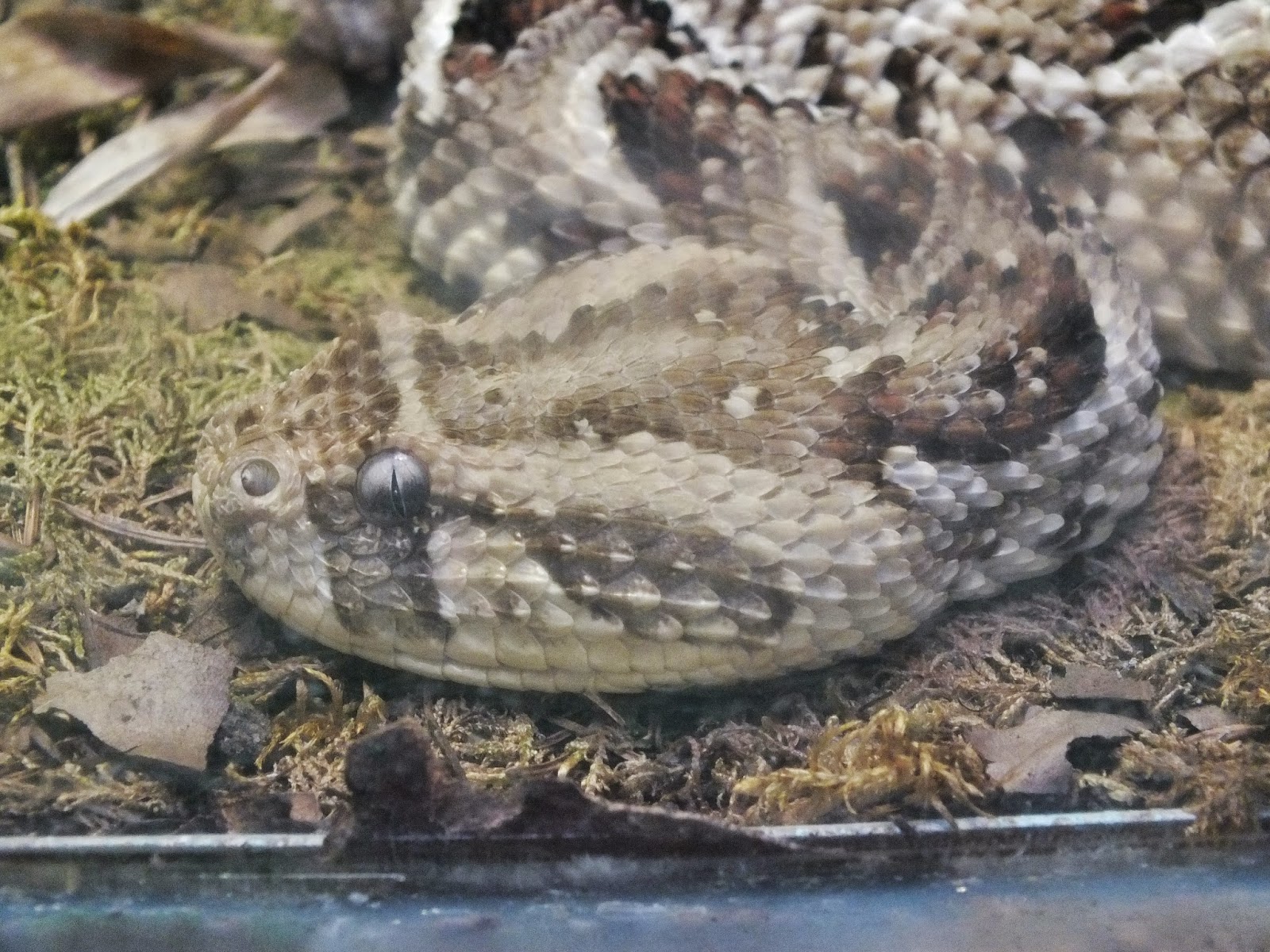 The Disillusioned Taxonomist London Zoo Reptile House